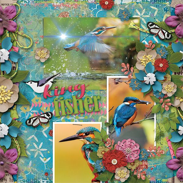 Kingfisher

