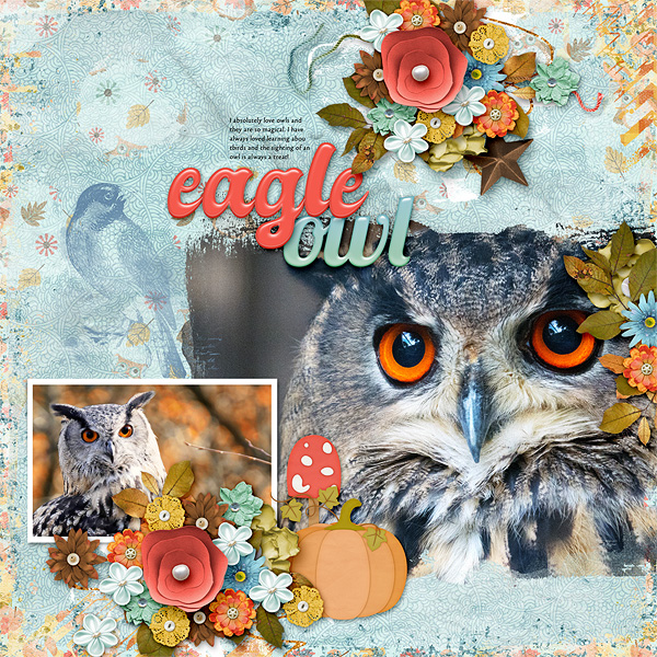 Eagle Owl
