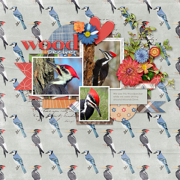 Woodpecker

